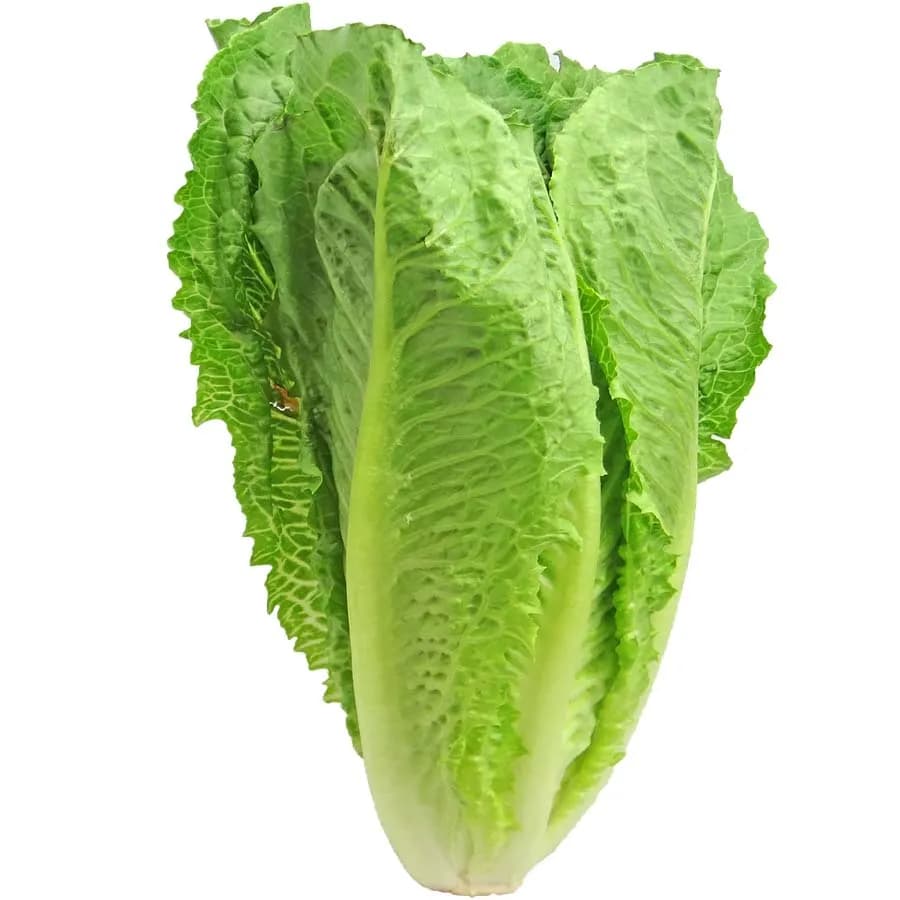 LECHUGA ROMANA-GRANEL