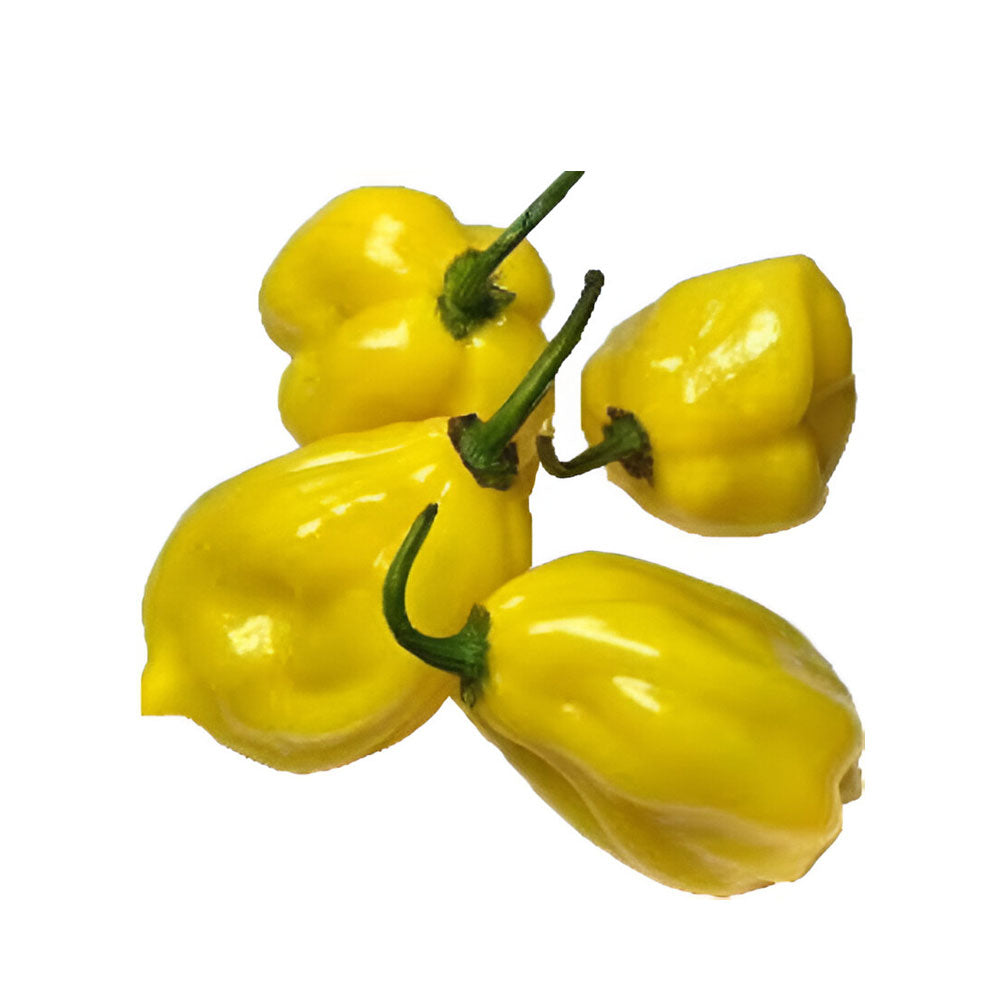 AJI DULCE ROSITA-GRANEL