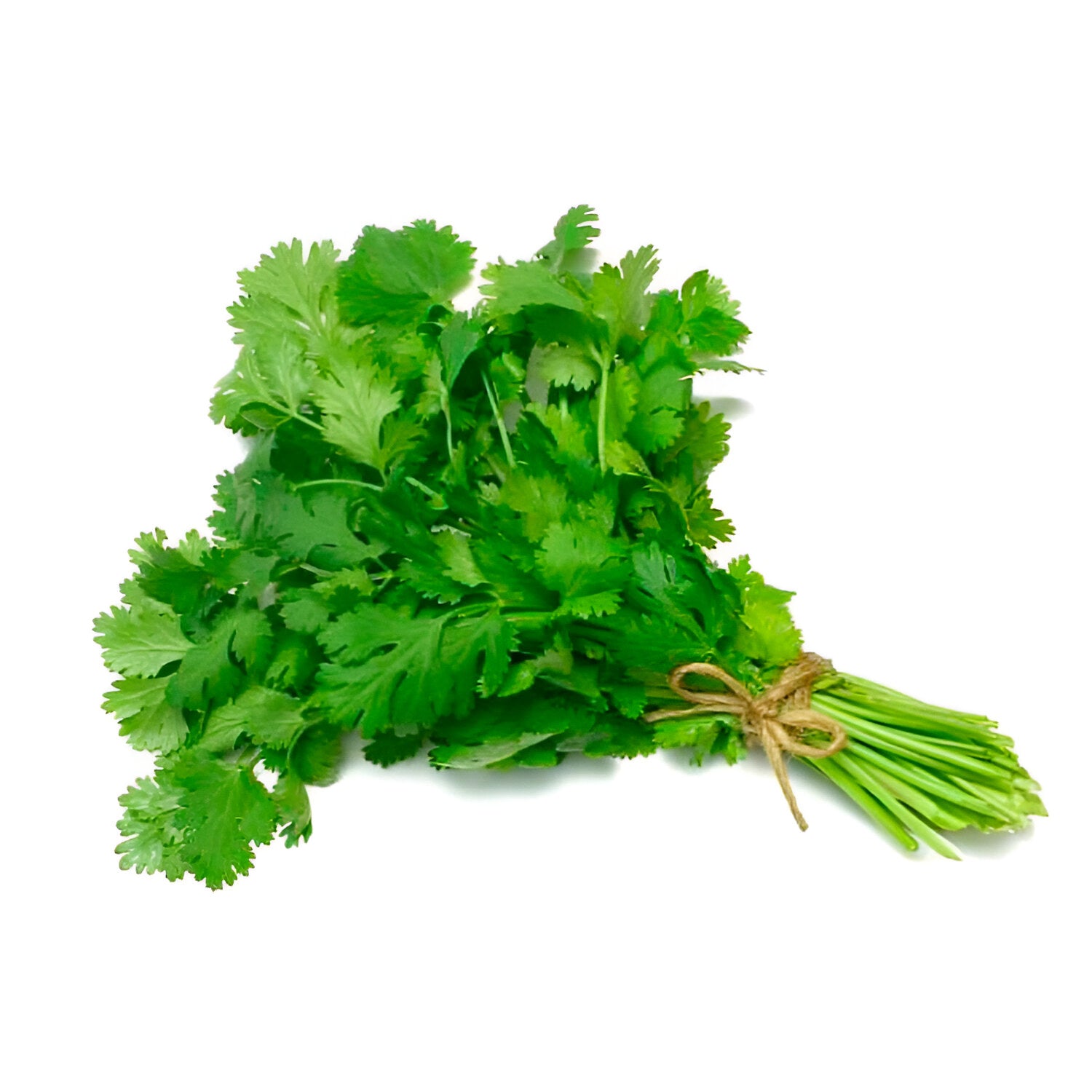 CILANTRO-GRANEL
